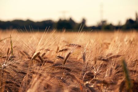 Cereal field with barley ears of wheat in the evening sunの写真素材