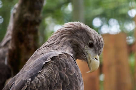 sea eagle, lataine Haliaeetus albicilla, with yellow beak and brown plumage looks to the ground