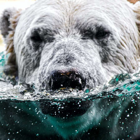 The snout of a gray old polar bear half in the waterの写真素材