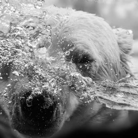 Polar bear splashing, the head whirls up water and air bubbles, black and white