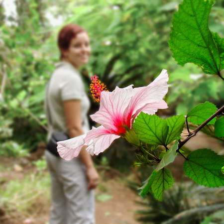 a pink hibiscus flower in focus in front of green leaves and a blurred person in the backgroundの写真素材