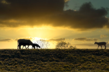 Silhouette of a sheep family on a dam in front of a cloudy, mystical yellow sunset in the evening light, three animals are together, another young animal comes towards themの写真素材
