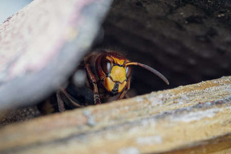 a huge yellow brown hornet sits hidden under a corrugated roof and looks outの写真素材