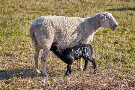 A young black sheep lamb with white spots suckles with its mother. Both stand in the sun on a lush green meadowの写真素材