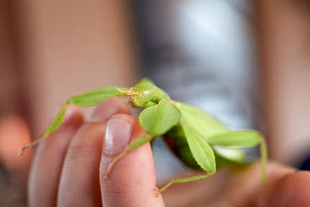 a green walking leaf peeks over the fingertips of one hand, it is an adult female, Latin Phyllium...