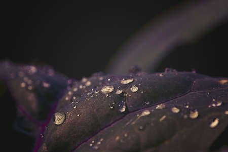 Detail of a dark green kohlrabi leaf with purple plant veins with dew drops in the rising morning light, selective focusの写真素材