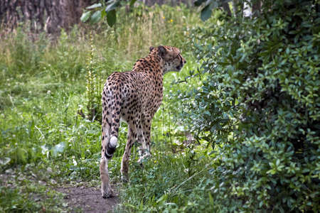 Cheetah, latin Acinonyx jubatus, seen from behind, running away, you can clearly see how narrow and...