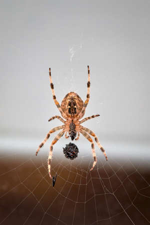 European garden cross spider, Araneus diadematus, seen from below, with prey wrapped in its web,...