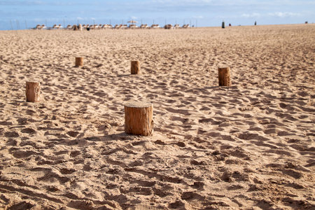 old wooden groynes pegs stick out of the sand on the beach of Jandia, Fuerteventura, the Spanish Canary Islands, in the background you can see sunbeds for the holidaymakersの写真素材