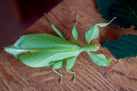 a big adult female green walking leaf from above on a wooden table, you can clearly see the pitted...