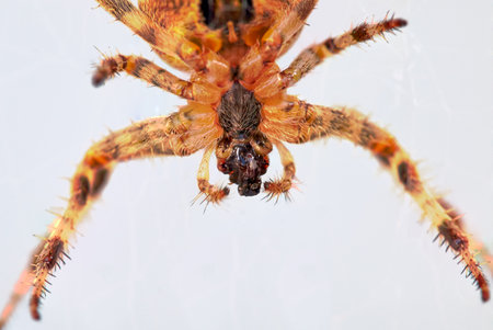 Front part of a European garden cross spider, Araneus diadematus, in front of a light background