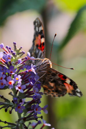 Butterfly Painted Lady maccro close-up portrait, latin name Vanessa cardui sits on the purple flowers of the summer lilac, called Buddleja davidii, you can clearly see the eyes and antennaeの素材 [FY310201544828]