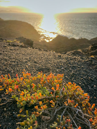 a beautiful yellow orange green saltweed, latin name Arthrocnemum on the rough rocks of the west...