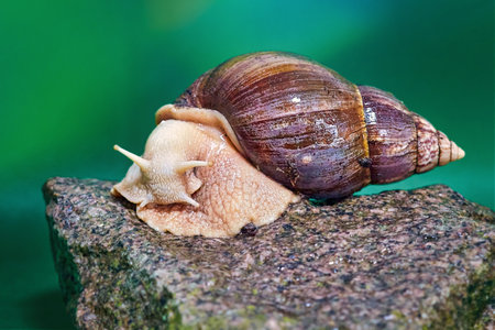 agate giant african land snail, Latin name Lissachatina fulica, on a stone against a green backgroundの写真素材