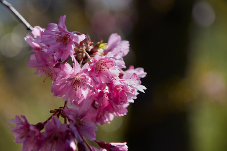 Purple flowers of the peach tree, Latin name Prunus Persica, close up with fine bokehPurple flowers of the peach tree, Latin name Prunus Persica, close-up with bokeh and copyspace on the rightの写真素材