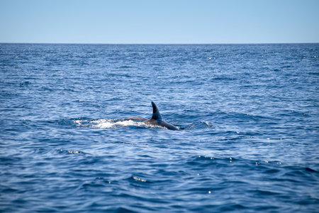 Bottlenose dolphin, Latin called Tursiops truncatus, on the surface of the Atlantic Ocean near the coast of Algarve, Portugalの写真素材