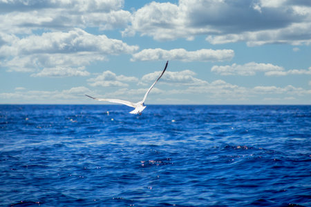 Mediterranean gull, yellow-legged gull, Latin Larus michahellis, photographed in flight from behind,...