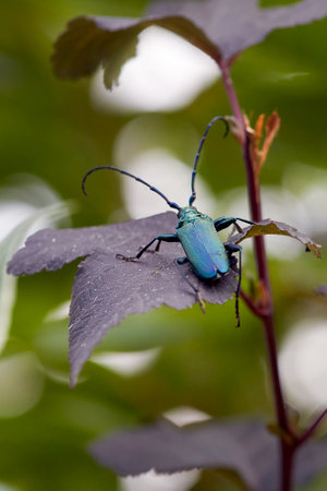 Green musk longhorn beetle, Latin Aromia moschata, sits on the leaf of a devil's bushの写真素材