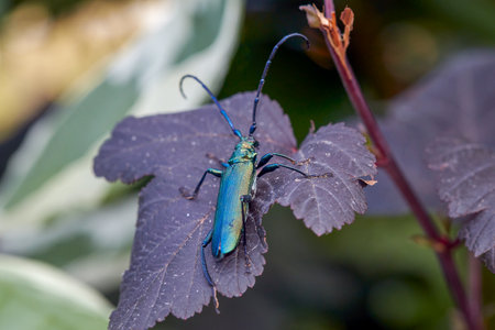 Green musk longhorn beetle, Latin Aromia moschata, sits on the leaf of a purple devil's bushの写真素材