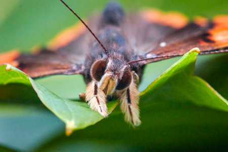 Close up portrait of front view of Red Admiral butterfly, latin named Vanessa atalanta, on a green...