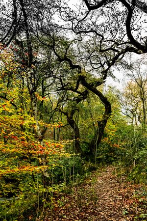 Trees intertwine along a trail around Agden Bog.の写真素材