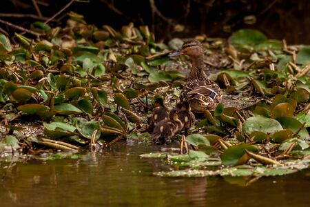 Duck with her ducklings on Harthill reservoir, Sheffield, U.K.の写真素材