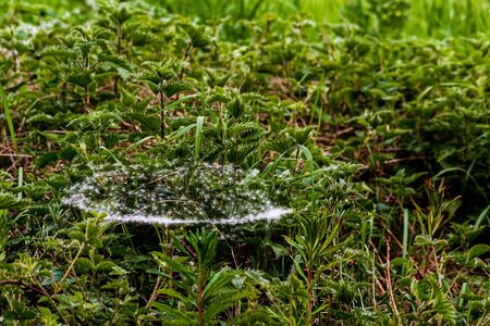 Spiders web in a bed of nettles, with dandelion clocks stuck in the webの写真素材