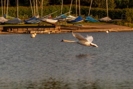 Mute swan on Harthill ponds taking off and flying around on a lovely May evening.の写真素材