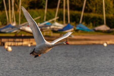 Mute swan on Harthill ponds taking off and flying around on a lovely May evening.の写真素材