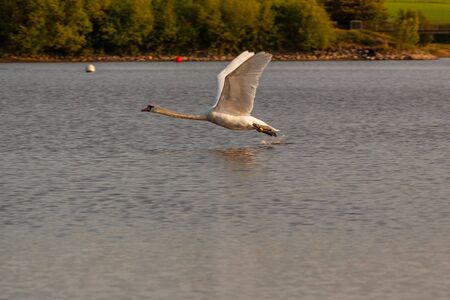 Mute swan on Harthill ponds taking off and flying around on a lovely May evening.の写真素材