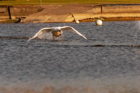 Mute swan on Harthill ponds taking off and flying around on a lovely May evening.の写真素材
