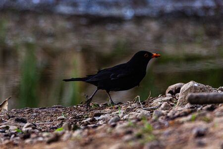 Blackbird by the side of the pond, looking for food.の写真素材