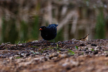 Blackbird by the side of the pond, looking for food.の写真素材