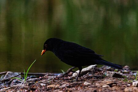 Blackbird by the side of the pond, looking for food.の写真素材