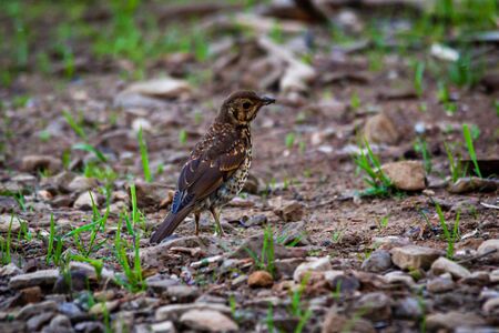 Song thrush by the side of the reservoir.の写真素材