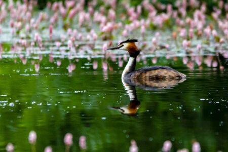 Grebe on the water, reflecting.の写真素材