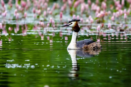 Grebe on the water, reflecting.の写真素材