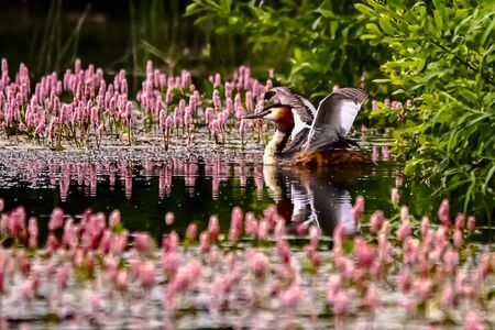 Grebe on the water, reflecting.の写真素材