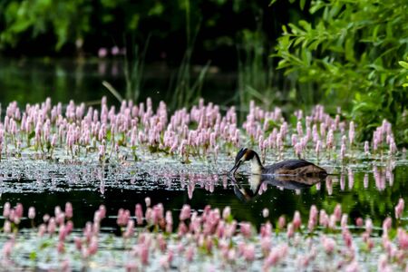 Grebe on the water, reflecting.の写真素材