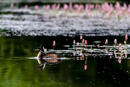 Grebe on the water, reflecting.の写真素材
