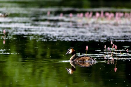 Grebe on the water, reflecting.の写真素材