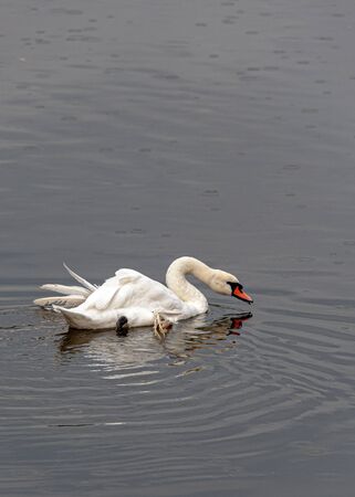 Swan reflecting in the water on a rainy day.の写真素材