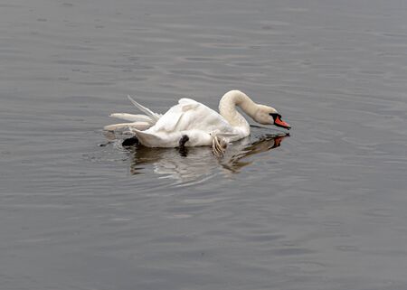 Swan reflecting in the water on a rainy day.の写真素材