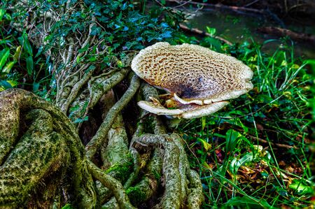 Large mushroom growing on some tree roots in a wood near a stream.の写真素材