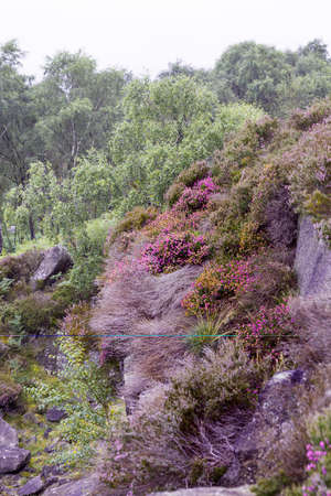 Heather flowering in the Peak District National Park, U.K.の写真素材