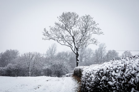 Footpath running down a field towards a pond. Covered in snow and a tree growing out of a hedge.の写真素材