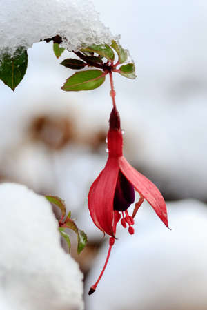 Found this Fuchsia in the garden after a snowfall. Beautiful contrast between color of flower and snow.の写真素材
