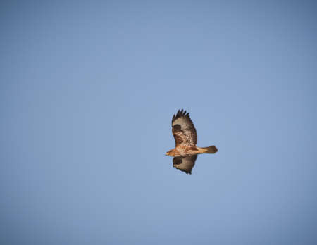 While out on a walk, spotted this buzzard flying past.の写真素材