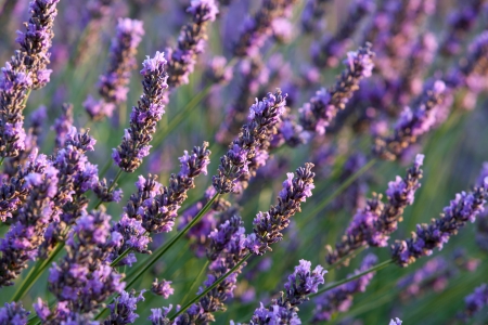 Flower of Lavender during sunriseの写真素材
