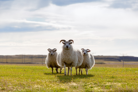 Meadow with flock of sheeps, icelandの写真素材
